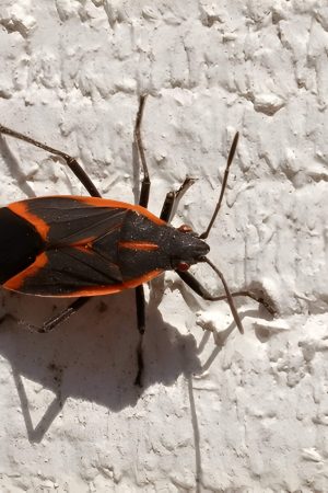 Box Elder Bugs Identification Behavior And Control Methods