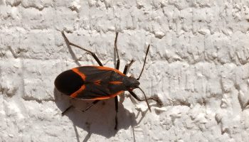 Box Elder Bugs Identification Behavior And Control Methods