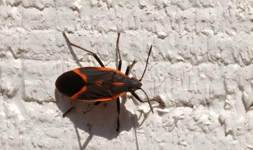 Box Elder Bugs Identification Behavior And Control Methods