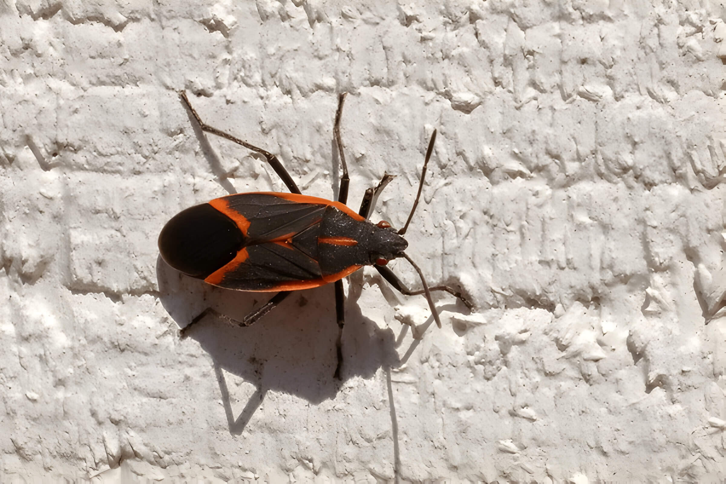 Box Elder Bugs Identification Behavior And Control Methods