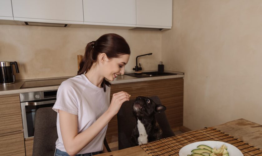 Can Dogs Eat Avocado A Comprehensive Guide For Pet Owners