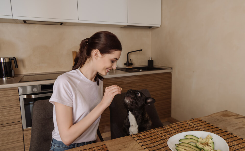 Can Dogs Eat Avocado A Comprehensive Guide For Pet Owners