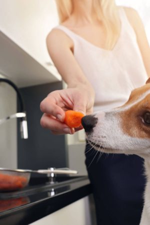 Can Dogs Eat Carrots A Guide For Pet Owners