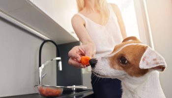 Can Dogs Eat Carrots A Guide For Pet Owners