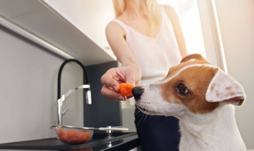 Can Dogs Eat Carrots A Guide For Pet Owners