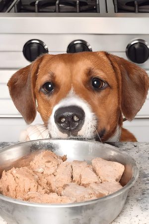 Can Dogs Eat Raw Chicken Everything You Need To Know