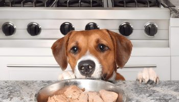 Can Dogs Eat Raw Chicken Everything You Need To Know