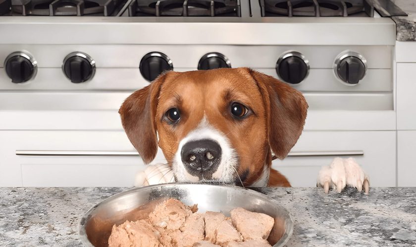 Can Dogs Eat Raw Chicken Everything You Need To Know