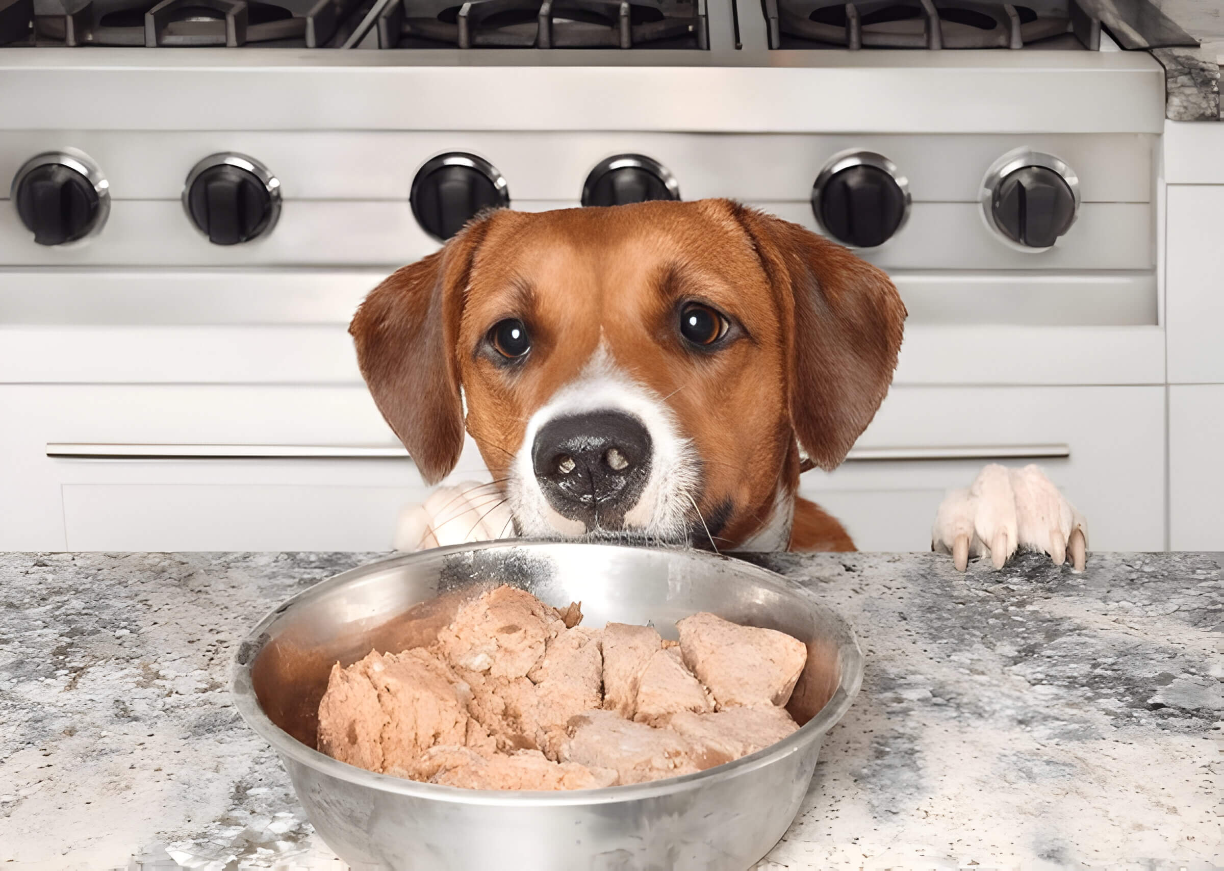 Can Dogs Eat Raw Chicken Everything You Need To Know