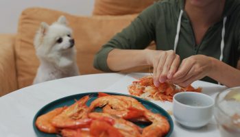 Can Dogs Eat Shrimp A Comprehensive Guide For Pet Owners