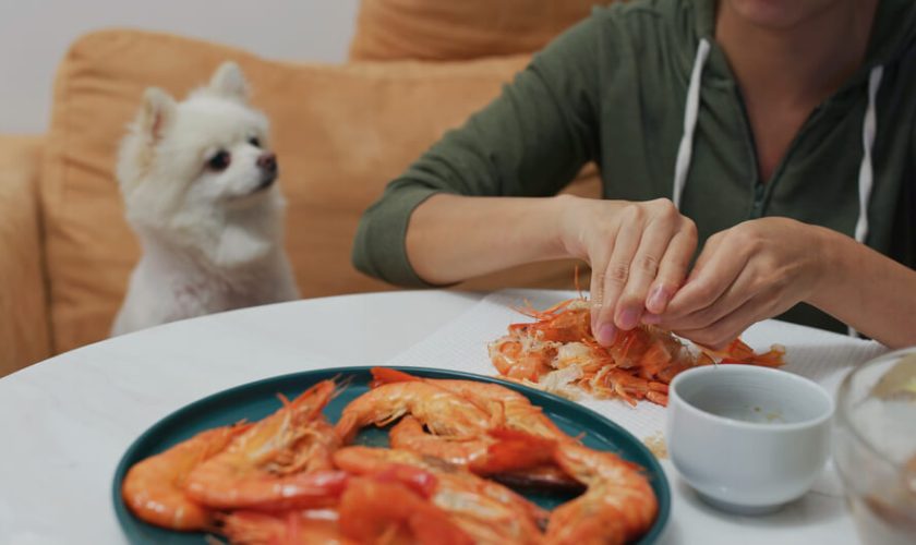 Can Dogs Eat Shrimp A Comprehensive Guide For Pet Owners