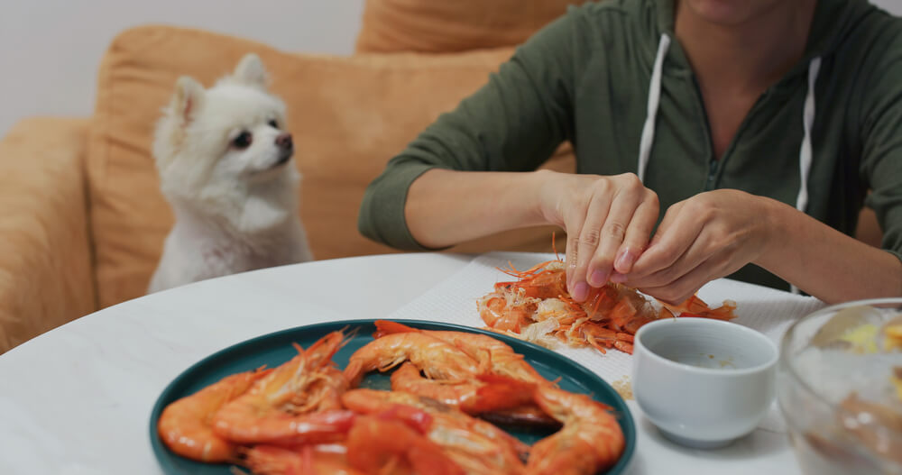 Can Dogs Eat Shrimp A Comprehensive Guide For Pet Owners