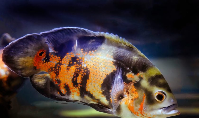 Care Guide For Oscar Fish Everything You Need To Know