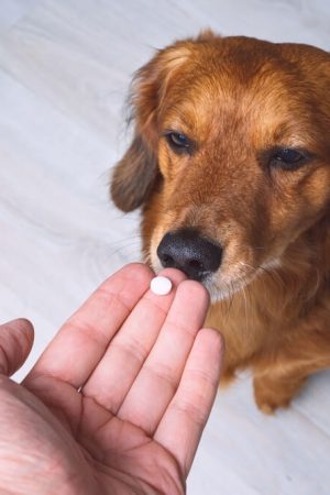 Cephalexin For Dogs Dosage And Uses