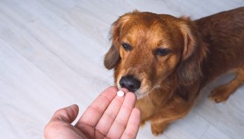 Cephalexin For Dogs Dosage And Uses