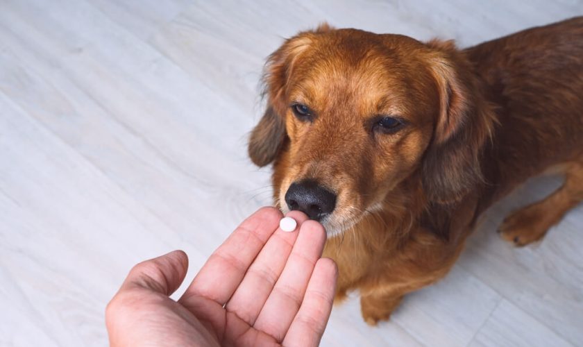 Cephalexin For Dogs Dosage And Uses