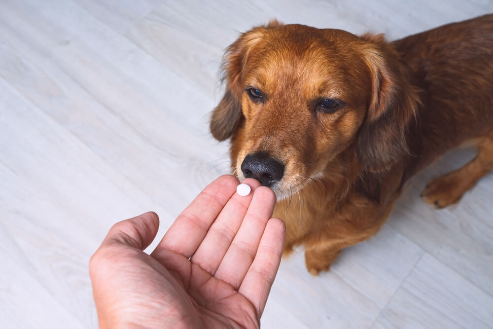 Cephalexin For Dogs Dosage And Uses