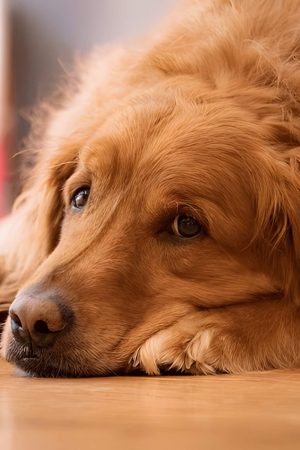 Hookworms In Dogs Causes Signs Treatment And Prevention