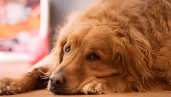 Hookworms In Dogs Causes Signs Treatment And Prevention