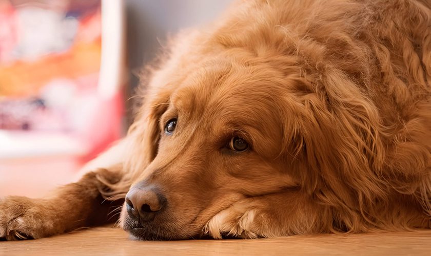 Hookworms In Dogs Causes Signs Treatment And Prevention