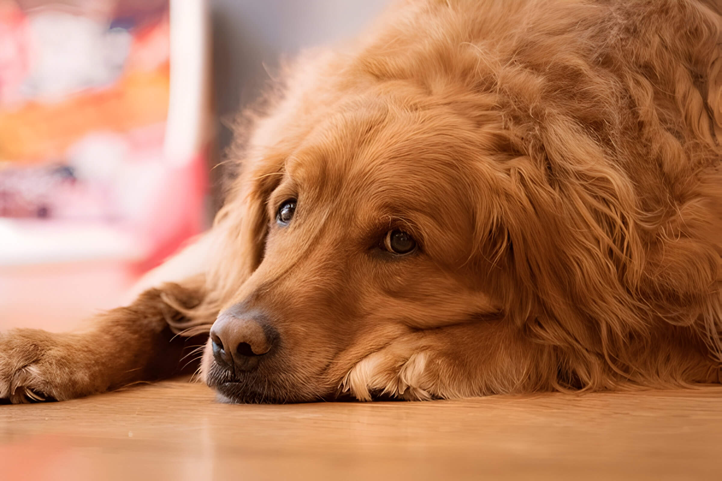 Hookworms In Dogs Causes Signs Treatment And Prevention