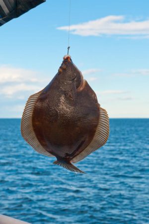 How To Catch Flounder Fish A Guide For Beginner Anglers