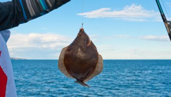 How To Catch Flounder Fish A Guide For Beginner Anglers