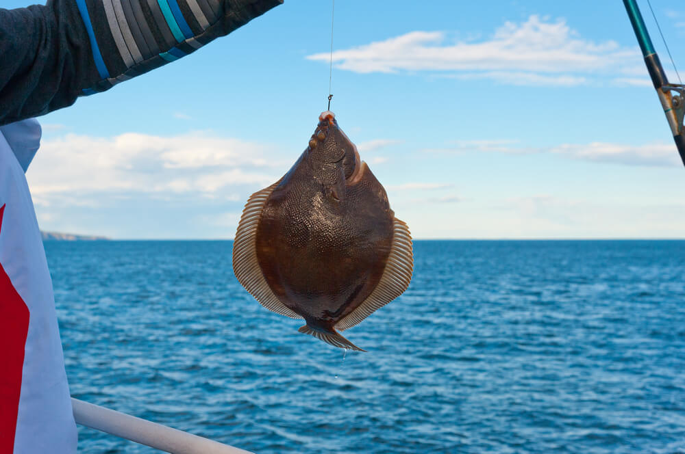 How To Catch Flounder Fish A Guide For Beginner Anglers