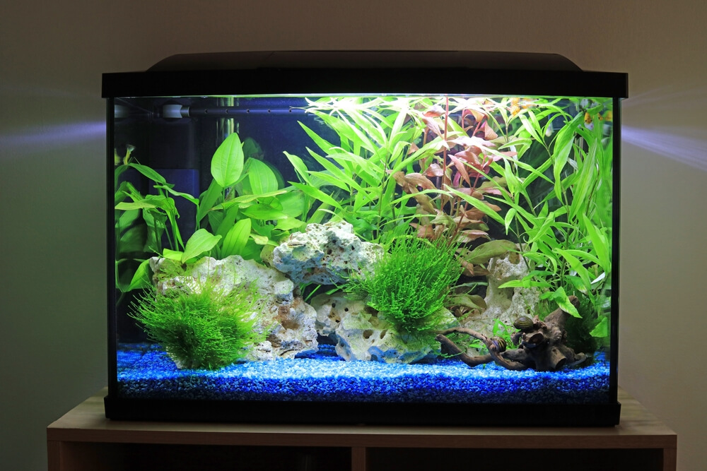 Setting Up The Ideal Tank Environment For Your Oscar Fish