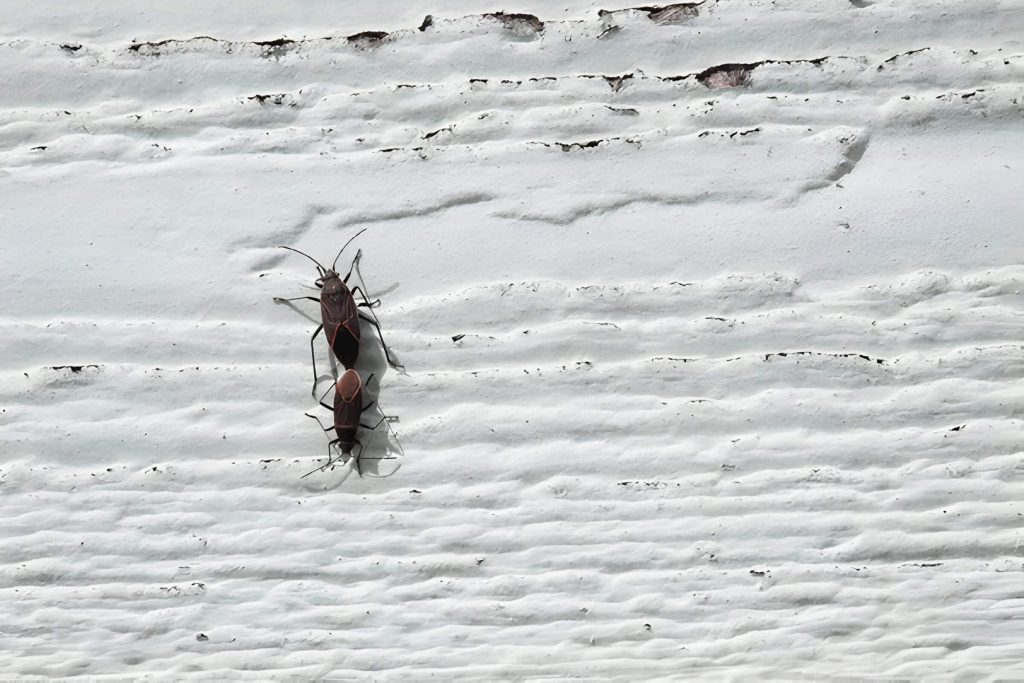 The Life Cycle Of Box Elder Bugs